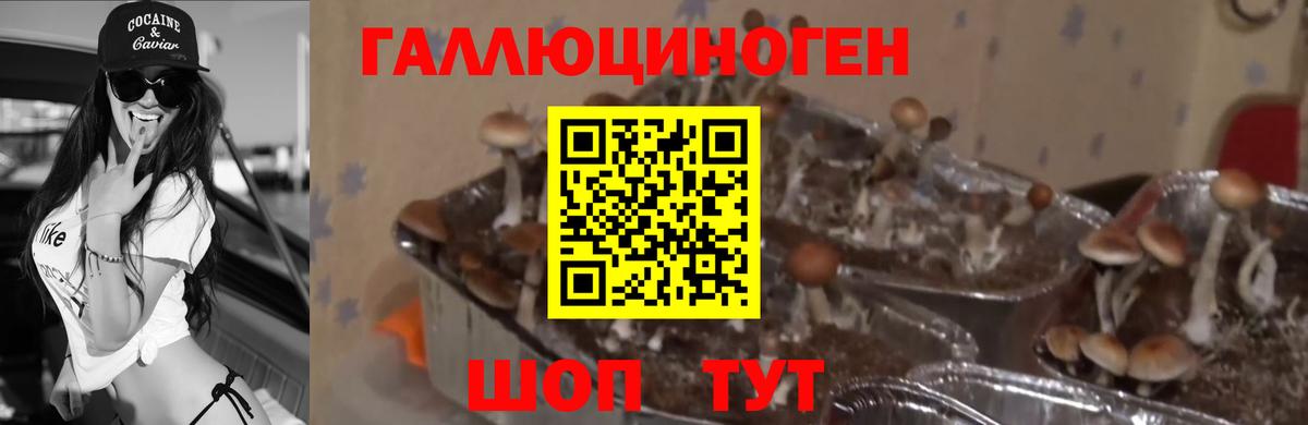 Галлюциногенные грибы Psilocybine cubensis Чусовой